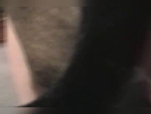 Fiery female dogs and dominant masters in a ballet of animal pleasure