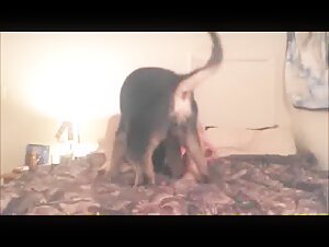 Discover an extreme sex video with a dog