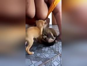 Zoophilie-OverallsTiersex-Tube