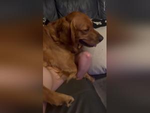 Hardcore Canine Frenzy