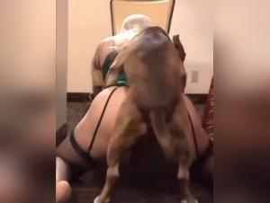 Dominacion canina: gran polla le folla el culo
