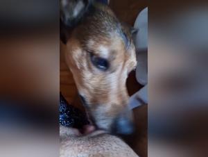 Dominant Dog, Submissive Woman: A Savage and Defiling Sodomy