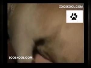 Zooskool: Where Boundaries are Broken
