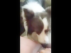 Bestiality sex video: a woman and her dog