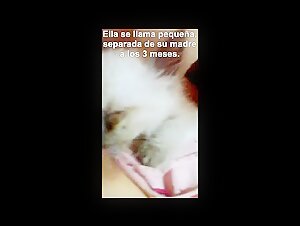 Sex with a kitten: a beastly experience