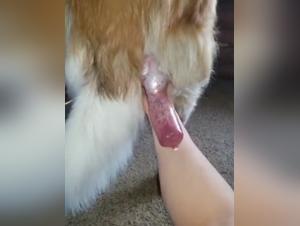 Wild and uncontrollable canine eroticism