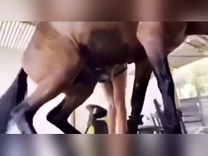 Submission and wild instinct: the beast in it awakens