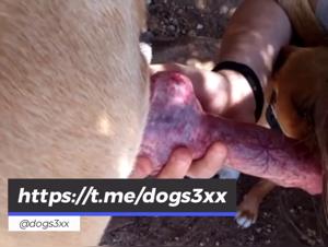 Explorez l'Enfer Délectation :  Sœurs du Chien, Baise Sauvage et Inconnue