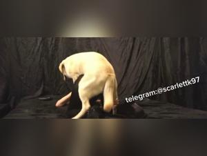Animal, K9 and debauchery submission in the zoo