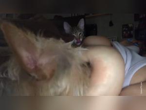 feline and canine, a triptych of flesh