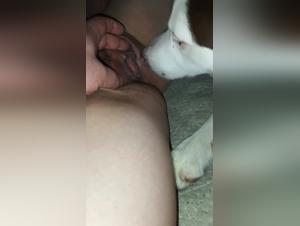 Domination Canine : Baise Sauvage sur Femme Inconnue