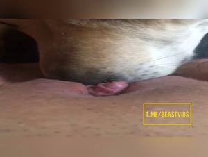 Wild desire: When the dog dominates female pleasure