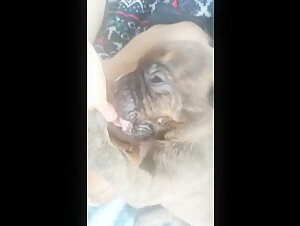 Zoophilia videos with hungry dogs