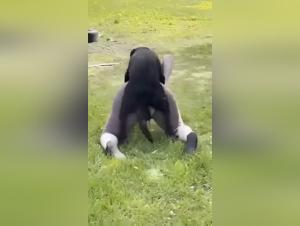 Grosses cuisses, grandes pulsions : immersion dans le désir interdit