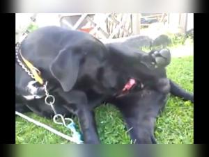 Girls, Dogs and Indecent Delights - Discover the Forbidden Dream