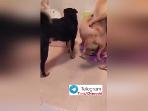 In the Circle of Hell: High Intensity Canine Swindle and Debauchery