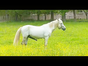 Look at this horse with a big cock in the meadow