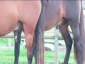 Discover Fascinating and Exciting Scenes with Horses