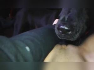 Explore the Animal Fetish: Women Engulfed in Passion