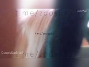 Videos zoo extremes: prohibited feline orgies