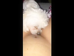 Bestiality sex video with dog