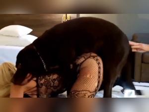 Poder y Sumisión en el Mundo Canino