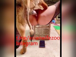 Wild Wife Asian, Canine Obedience