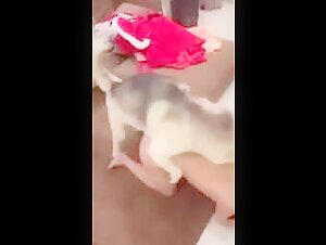 Sex scene with dog: a Chinese woman without taboos