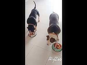 Dog sex: an intense and extreme sexual experience
