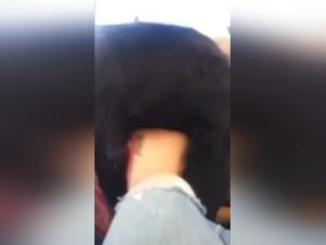 Dog with human head masturbates