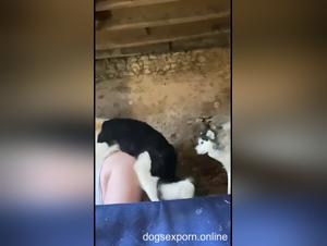 Liltimy and her animal sex game