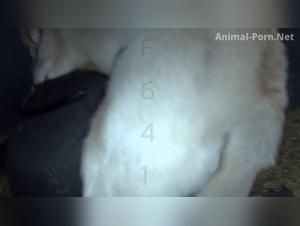 Raw domination: When the woman becomes prey to animal pleasure