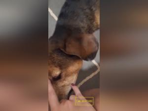 Fetishist Lick, dogs and slaves, satisfied unhealthy desires