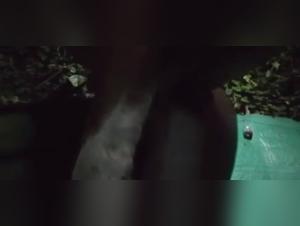 Sexo bestial sin limites: la dominacion canina al descubierto