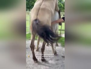 Obsessive Exploration of Female Desire for Dogs