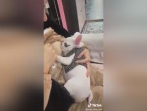 Asian Slut and Her Dog: Perverted Delights