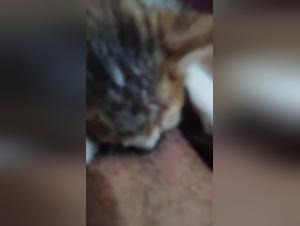 Submission wild, fucking with ruthless feline