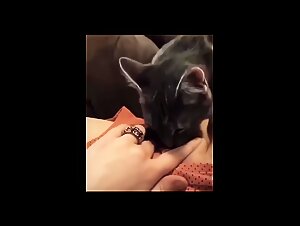 Aggressive teen sucks dog on pornsocket