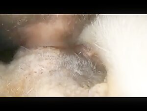 Explore the Limits of Bestiality