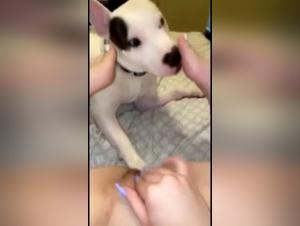 Explore Fetish Behavior: Doggy x Slut Hardcore