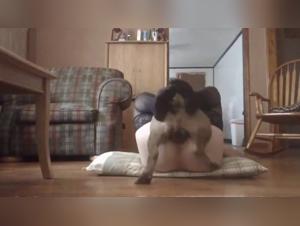 Canine Domination: Explore the Forbidden Obsession