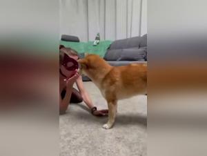Extreme animal sex acts with a submissive woman
