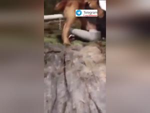 Part 1: AAS Milly and her out-of-control incontro with a dog