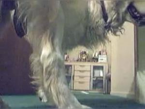 Shylark: Where innocence is corrupted by canine passion.