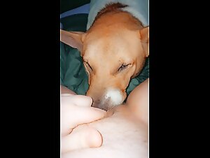 An extreme zoophilic experience with a female dog and a dog