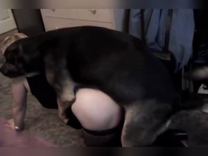 TickZoo: Where the Boundary Between Animal and Man Is Blurred
