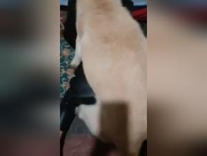 Incredible XXX Videos: The Limit of Animal Desire