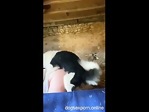 Go wild in this hardcore animal sex video with big babes!