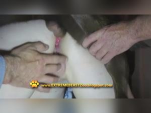 Hardcore Animal: Sadistic and Lewd Satisfaction