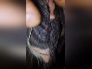 Go beyond the limits: Discover the Unexpected Taste of Animal Desire